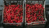 TREŠNJE SA 1.500 PALE NA 160 DINARA: Tezge prepune