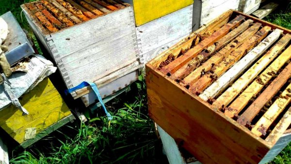 КОШНИЦЕ ДОНЕЛЕ РАДОСТ ПОСЛЕ ДВЕ ЛОШЕ ГОДИНЕ: Параћински пчелари имају пуне руке посла и увелико врцају први мед