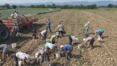 КРОМПИР ЋЕМО ПОНОВО УВОЗИТИ: Наша земља ће и ове године највероватније у огромној мери остати зависна од стране кртоле