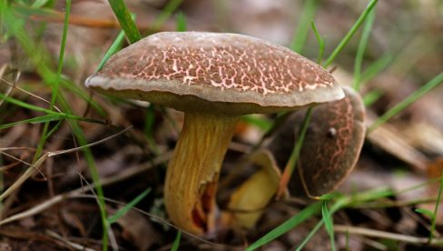KILOGRAM PEČURAKA SKUPLJI OD MESA: Evo koja je i gde se može pronaći, ali - Oprez!