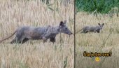 ŠTA JE BRE OVO? Misteriozna životinja snimljena u Mačvi (VIDEO)