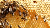 PČELARI, OBRATITE PAŽNJU: Zašto je neophodna zamena voska u košnici?