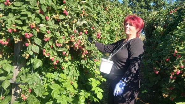 ПУНЕ ГАЈБЕ БЕРИЋЕТА: Берба малине у Јадру у пуном замаху (ФОТО)