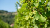 VOĆARI, OVO REŠAVA TRI STVARI: Šta je to oplemenjivanje voćaka i vinove loze?
