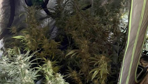 OTKRIVENA LABORATORIJA MARIHUANE U BATAJNICI: Iza rešetaka pet članovi organizvoane kriminalne grupe