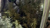 OTKRIVENA LABORATORIJA MARIHUANE U BATAJNICI: Iza rešetaka pet članovi organizvoane kriminalne grupe