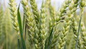 ŠTA KAŽE PRODUKTNA BERZA? Tržište pšenice i kukuruza beleži slabu tražnju - a evo šta se traži!