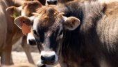 ODLIČNE VESTI ZA POLJOPRIVREDNIKE! Vojvodina daje do 3 miliona dinara bespovratno za nabavku