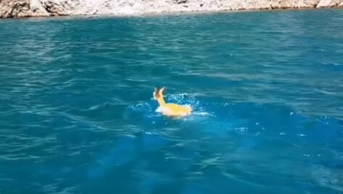 KOJA JE TO ŽIVOTINJA USPELA DA PREPLIVA PIVSKO JEZERO? Snimljen poduhvat neustrašive lepotice (VIDEO)