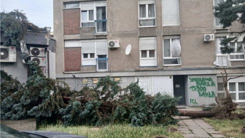 ОЛУЈА ПРОТУТЊАЛА ЛОЗНИЦОМ: Кидала стабла, носила кровове