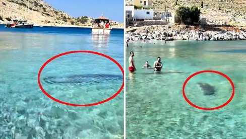 PANIKA NA PLAŽI U GRČKOJ: Velika morska životinja u plićaku - doplivala do kupača, mnogi bežali iz vode (VIDEO)