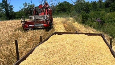 RODILO VIŠE OD PET TONA: Do sada dobar prinos ječma i pšenice u Pomoravlju