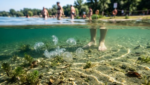 MEDUZE PREPLAVILE ADU CIGANLIJU! Stigle su iz Kine, a evo da li su opasne za kupače (VIDEO)