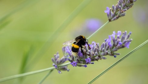 NAUČNICI ZAPANJENI: Bumbari ližu usne posle slatke hrane, a ovako pokazuju da im se nešto ne dopada
