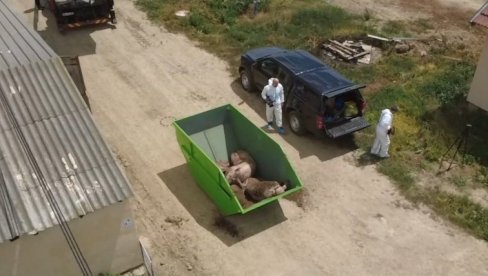 КУГА УГАСИЛА ОБОРЕ У 496 ГАЗДИНСТАВА: После еутаназије више од 11.000 свиња, због заразе ангажован државни врх