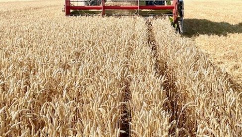CENA ŽITA ISPOD SVAKOG NIVOA: Dobar rod pšenice u Semberiji, ali za kilogram otkupljivači nude svega 0,32 KM