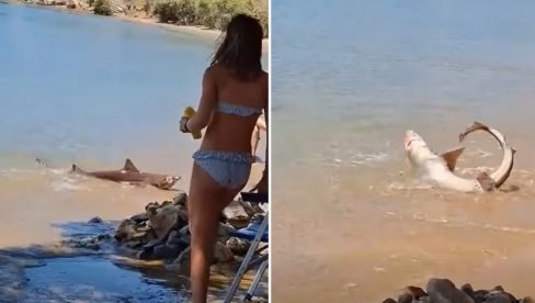 Šok na grčkom ostrvu: Ajkula se praćakala u plićaku - panika među kupačima (Video)