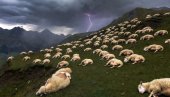 Grom udario direktno u stado ovaca, ubio 97 sa crnim nosem - ne pamte smrtonosniji udar u istoriji