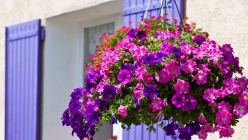 KAKO DA PETUNIJE PREŽIVE VISOKE TEMPERATURE? Mogu da cvetaju sve do prvih mrazeva