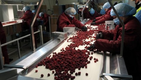 NA IZMAKU BERBA MALINE: Borba za dinar više