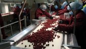 NA IZMAKU BERBA MALINE: Borba za dinar više