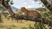 BORBA ZA ŽIVOT: Leopard upao u prodavnicu i napao radnika, a onda je usledio potez heroja