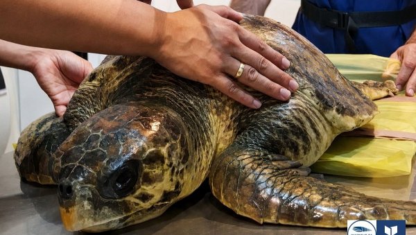 ИНСТИТУТ ЗА БИОЛОГИЈУ МОРА: Повређена морска корњача се опоравља