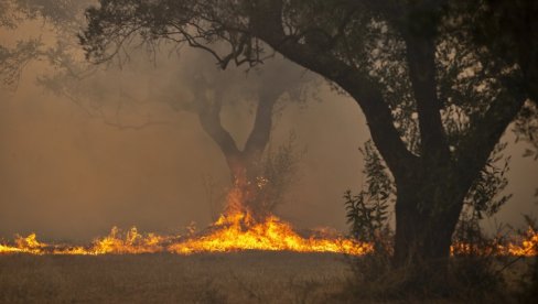 IZGORELO 70 ODSTO VEKOVNIH STABALA MASLINA: Italijanska mafija se podmetanjem požara sveti za oduzimanje zemljišta