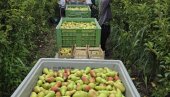 SVE DOBRO OSIM CENE: Kruške u Mačvi pune berićeta
