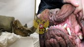 U ostacima šteneta u Rusiji nađeno mladunče nosoroga