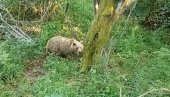 KAMERA OSTALA UPALJENA: Pobegao od medveda na Tari na drvo, a onda ga je ugledao odozdo (VIDEO)