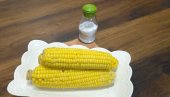 КУКУРУЗ СКУВАН ЗА 10 МИНУТА: Трик који га чини укуснијим