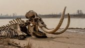 ДУНАВ ПРИРЕДИО ВЕЛИКО ИЗНЕНАЂЕЊЕ: У исушеном кориту нађени остаци ове животиње