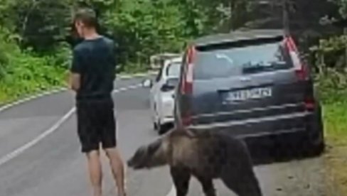 DRAMA U SRPSKOM KOMŠILUKU: Medved ga njuši, on nepomično stoji - kada je shvatio ko je iza njega, usledio beg (VIDEO)