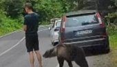 ДРАМА У КОМШИЛУКУ: Медвед га њуши, он непомично стоји - када је схватио ко је иза њега, уследио бег (ВИДЕО)